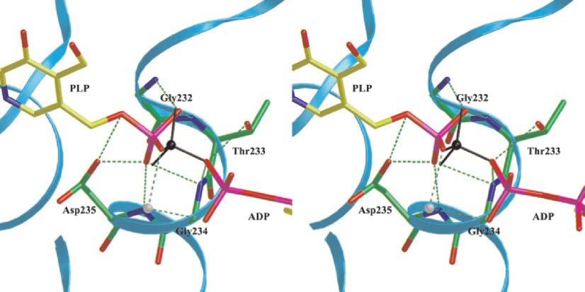 17462 Conformation Change of Pyridoxal Kinase FIG. 3. Pre-reaction state model based on the structure of the PLK ADP PLP complex.