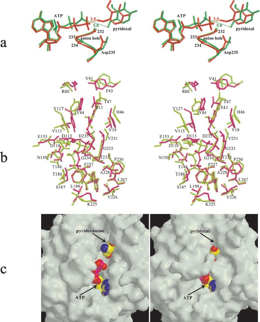 Conformation Change of Pyridoxal Kinase 17463 FIG. 4.Structural changes before the reaction revealed by the comparison of the PLK AMP-PCP-pyridoxamine structure and the pre-reaction model.