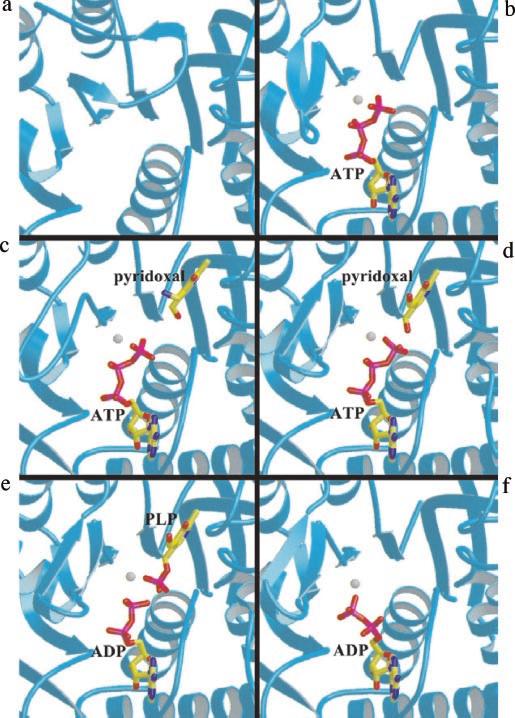 17464 Conformation Change of Pyridoxal Kinase FIG. 5.The ADP molecule bound in the PLK ADP complex and the residues interacting with it. The hydrogen bonds between them are shown as blue dashes.