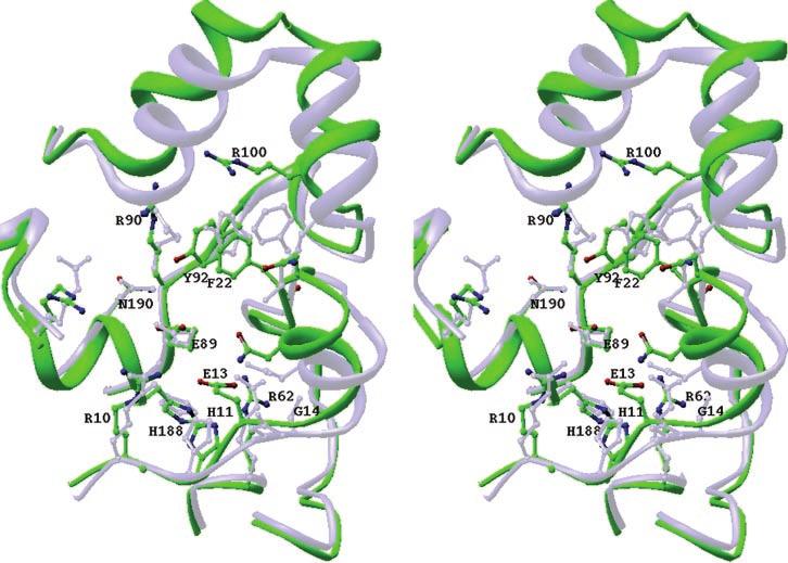 39136 Crystal Structure of Human Bisphosphoglycerate Mutase FIG. 5.Stereo drawing of the superposition of the active site pocket of hbpgm (green) and S. cerevisiae dpgm (gray).