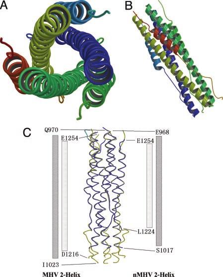 30518 Crystal Structure of MHV Spike Protein Fusion Core FIG. 2.Overall views of the fusion core structure and superposition of nmhv (new construct for MHV fusion core) and MHV fusion core.
