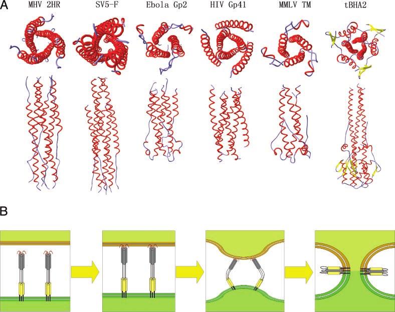 Crystal Structure of MHV Spike Protein Fusion Core 30519 FIG. 3. Viral fusion proteins and models for membrane fusion. A, comparison of MHV fusion core with other viral fusion protein structures.