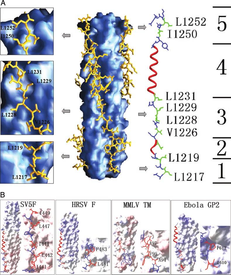 30520 Crystal Structure of MHV Spike Protein Fusion Core FIG. 4.O-X-O motifs in HR2 regions of MHV and the comparison with those of other fusion proteins. A.