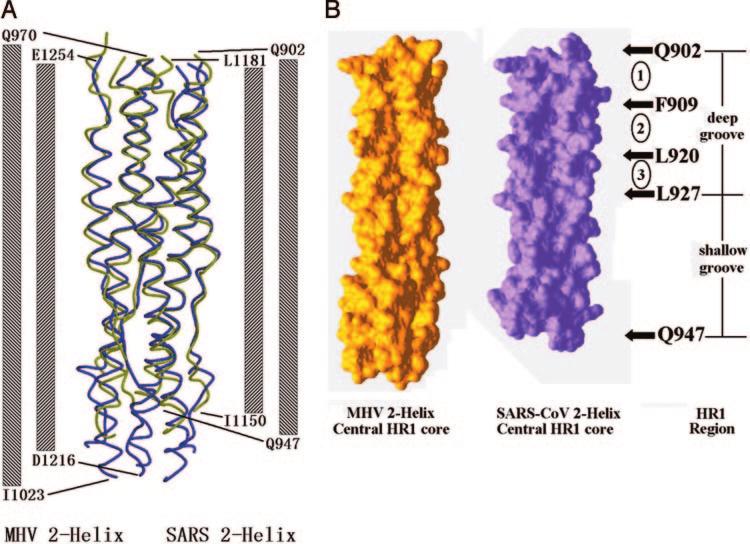 49418 Crystal Structure of SARS Spike Protein Fusion Core FIG. 4. Comparison between fusion core structure of SARS-CoV and MHV.