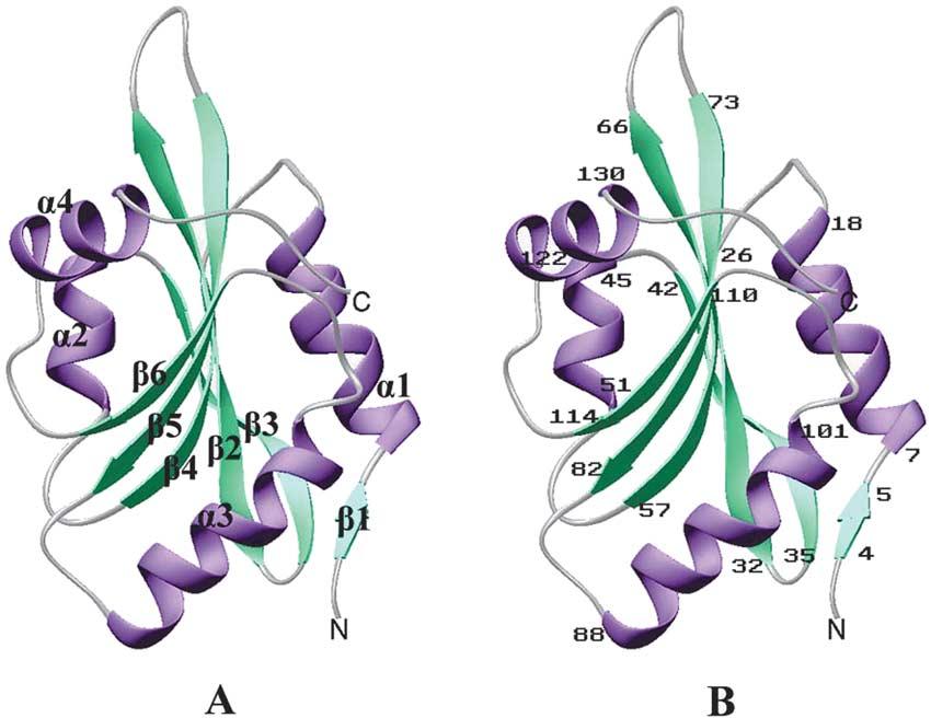 Crystal Structure of Human Coactosin-like Protein 319 Figure 1. The stereo view of ribbon diagram of human CLP.