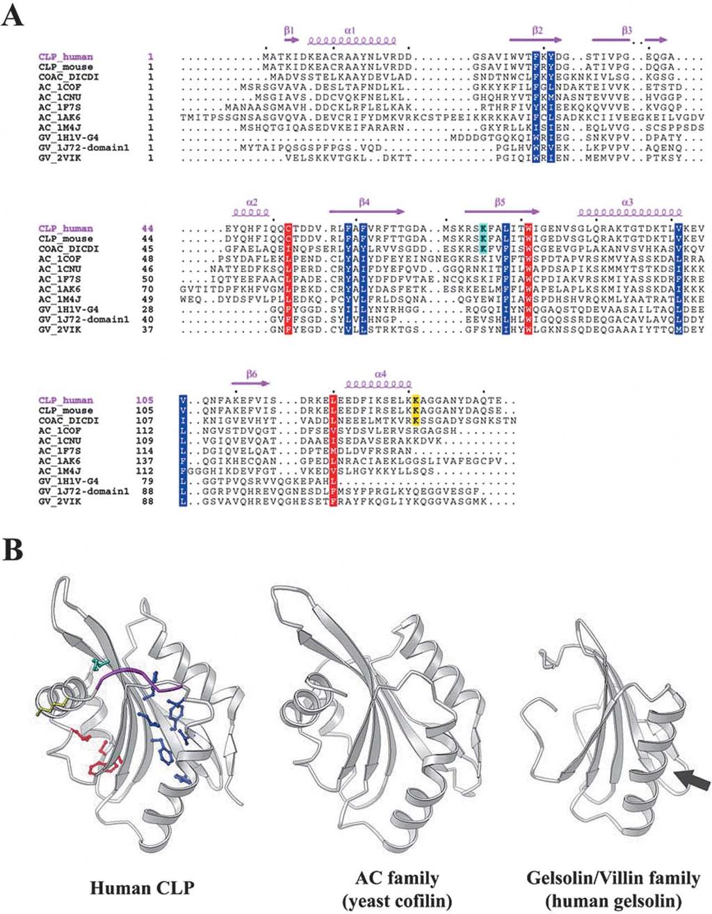 Crystal Structure of Human Coactosin-like Protein 321 Figure 3. (A) Sequence alignment of human CLP and the proteins in ADF-H and gelsolin/villin families.