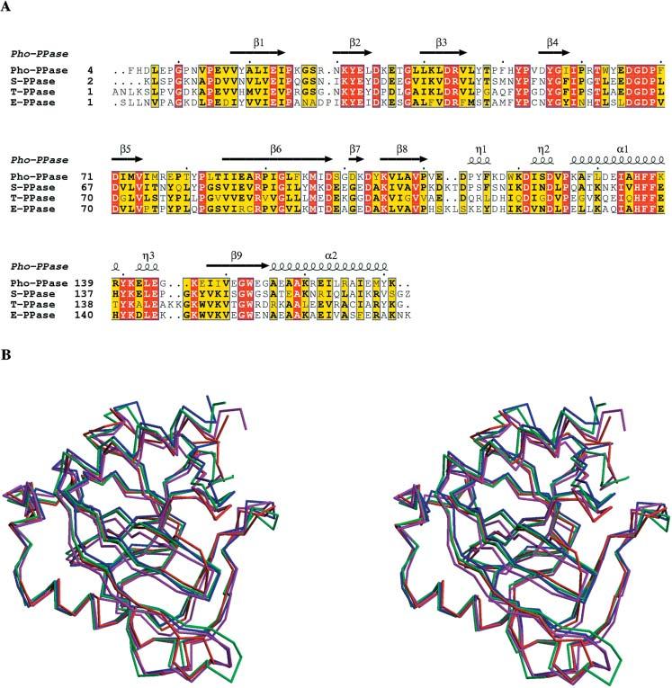 Crystal Structure of Pho-PPase 423 FIGURE 2 (A) A structure-based sequence alignment between Pho-PPase and three related PPase structures from T. thermophilus (T-PPase; PDB ID 2PRD) (Teplyakov et al.