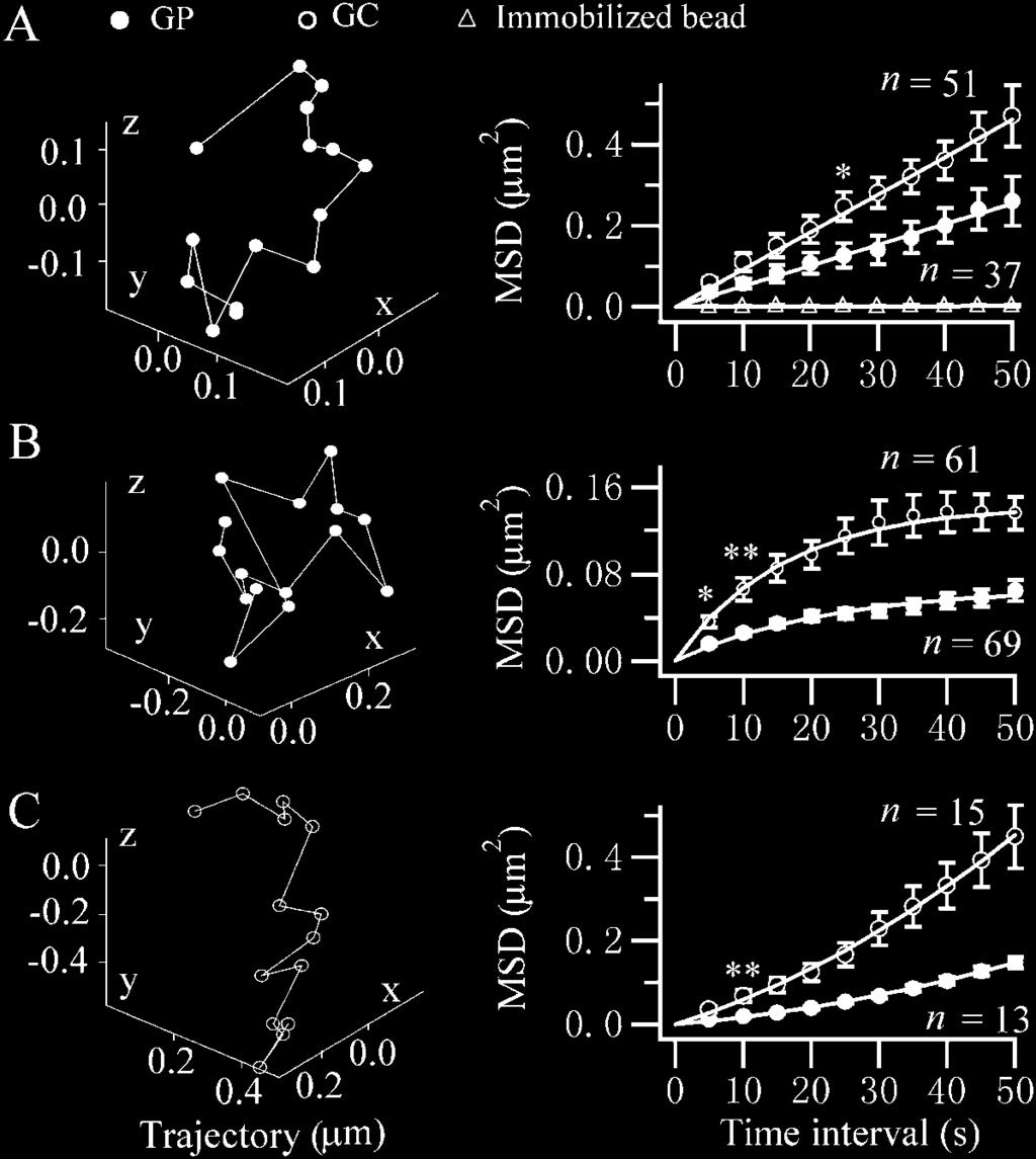 Three-Dimensional Mobility of Granules 1997 FIGURE 5 Three types of motion exist for both GPs and GCs.
