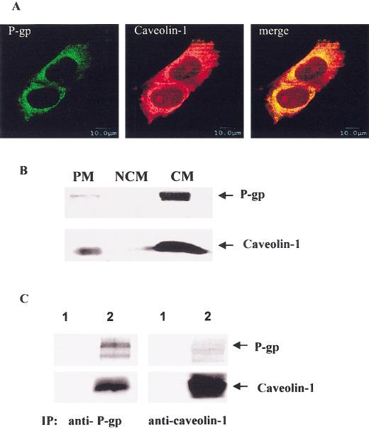 528 CAI AND CHEN FIGURE 4 Co-localization and co-immunoprecipitation of caveolin-1 and P-gp. (a) Co-localization of P-gp with caveolin-1 in Hs578T/ Doxo cells.