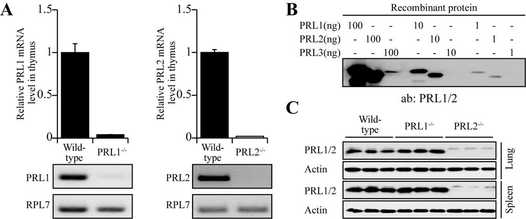 Supplemental Figure 2 Supplemental Figure 2. Validation of PRL1 and PRL2 deletion. A. RT-PCR confirms PRL1 and PRL2 deletion in thymus. B.