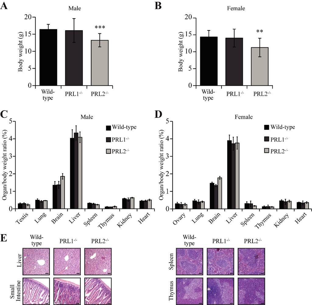 Supplemental Figure 3 Supplemental Figure 3. Characterization of PRL1 -/- and PRL2 -/- mice. A-B. Body weights of either male (A) or female (B) wild-type, PRL1 -/- and PRL2 -/- mice at 4-week-old.