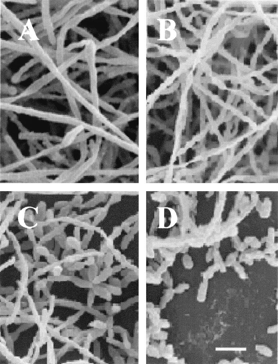 5462 RAMAGE ET AL. APPL. ENVIRON. MICROBIOL. FIG. 2. SEM showing the effects of different concentrations of farnesol on C. albicans biofilm formation.