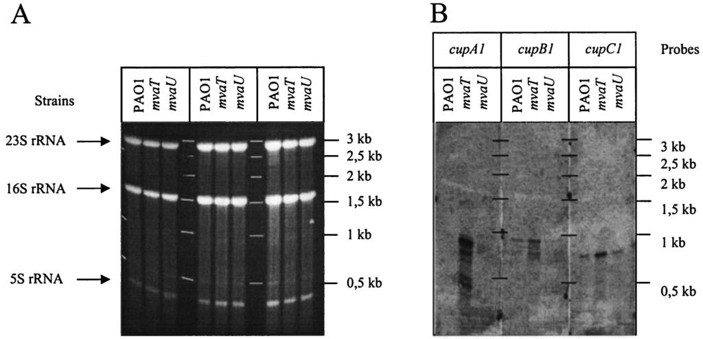 VOL. 186, 2004 MvaT-DEPENDENT EXPRESSION OF cup GENES 2885 FIG. 3. Northern blot analysis. (A) Total RNA was extracted from various P.