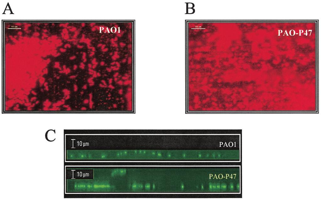 2886 VALLET ET AL. J. BACTERIOL. FIG. 4. Biofilm formation by P. aeruginosa PAO1 and PAO-P47 (mvat mutant) on stainless steel.
