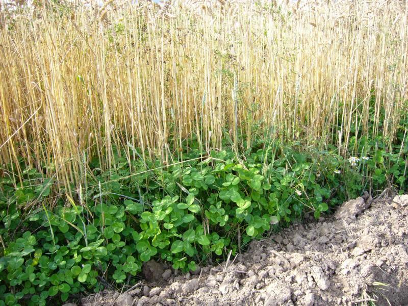 Undersowing: Example clover in wheat Suppression of weeds Improvement of soil structure and protection agianst erosion Improvement of soil fertiliy Additional feed for