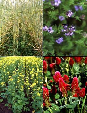 Intercropping: Different tasks Conversation of nutriants in summer and winter periods N-fixation via legumes Nutrition supply for next