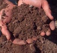 N Source: Organic matter Soils with high humus degree (3 4 %) contain up to 5 000 kg N per ha (N battery) Every year mobilsation of app.