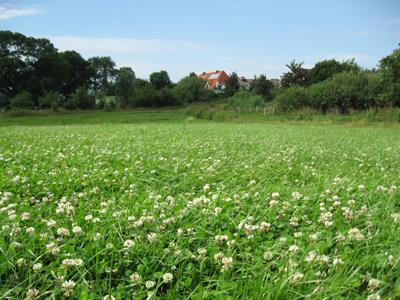 N source: Clover grass ley can be considered as battery for nitrogen fixation Mixtures with red and white clover and Alfalfa preferred A missing or too low share of clover grass ley in the crop