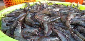 Disease Management Growing 50-60 size count is already not economical. I believe, if you do not get 40-50% profit margins, it is not worth farming shrimp.
