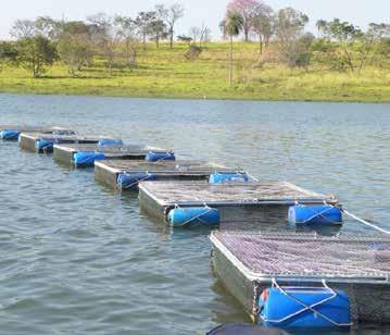 Feed Technology Promoting gut health improves productivity and profitability in Nile tilapia farmed in cages in Brazil By Giovani Sampaio Gonçalves, Manoel Joaquim Peres Ribeiro, Maria Mercè Isern