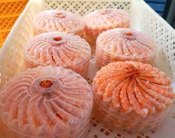 Farmed HOSO shrimp These are frozen cooker quality shrimp cooked at Miti.