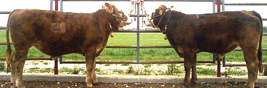 Comparison of steers with divergent RFI Performance data during an 77-day growing trial: 538 lb Initial body weight 535 lb 2.11 lb/d ADG 2.