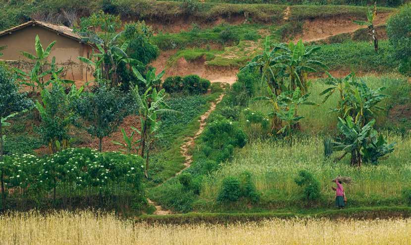 8 Agribusiness and development Evidence shows how GDP growth that originates from agriculture is at least twice as effective in reducing poverty as GDP growth originating outside agriculture.