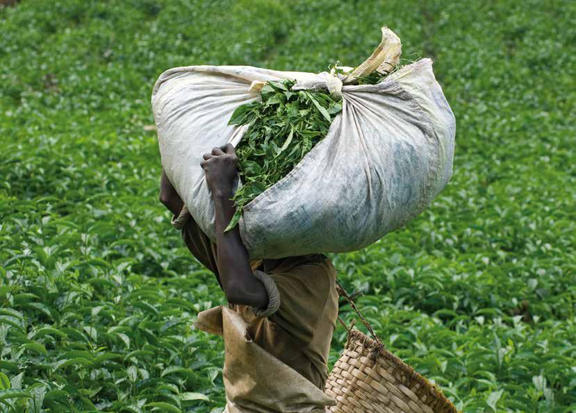 9 A sustainable agri-food sector in Africa Public-private partnerships (PPPs) Private-sector investment and involvement in strengthening all points of the agricultural value chain is crucial to