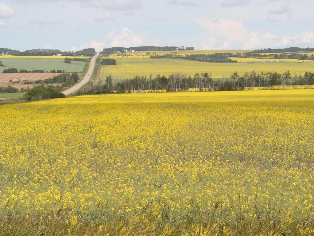 B.C. GRAINS AND OILSEEDS Exports grew by 28% in 2010, with $41.8 million worth of grains and oilseeds shipped to over 60 different markets. Grains and oilseeds dominate the northern landscape in B.C. s beautiful Peace River region.