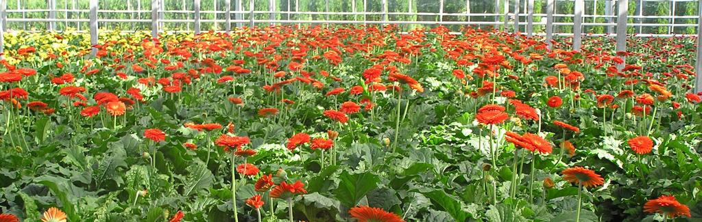 Spotlight on: FLORICULTURE AND NURSERY PRODUCTS Floriculture and nursery production generated nearly $405 million in total farm sales in 2010. B.C. FLORICULTURE & NURSERY PRODUCTS 2010 FARM-GATE VALUE ($ MILLIONS) FLORICULTURE: Freshness and diversity are hallmarks of B.