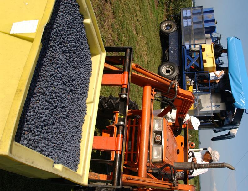 BLUEBERRY EXPORTS which is driving demand for blueberries from health-seconscious Valley TOP MARKETS IN 2010 ($ MILLIONS) consumers around the world.