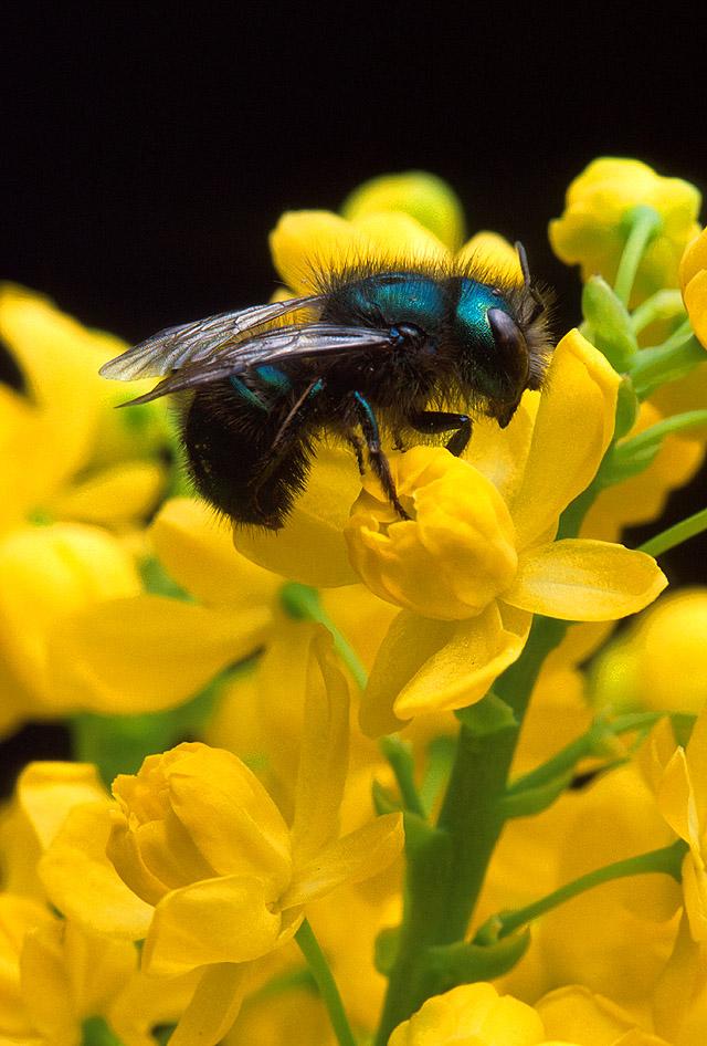 Pollinators by the Numbers 80% of the world's flowering plants.
