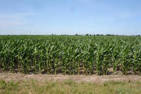 NT Corn into Wheat Stubble Profitable Dryland Crop Rotations SE Nebraska The following were assumptions used to compare crop rotation economics 2009