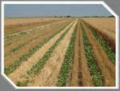 3 Year Crop Rotation Cost Yield Price Net ($/ac) (bu/ac) ($/bu) ($/ac) NT Corn $278 130 $3.92 $232 NT Beans $120 39 $9.