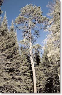 Site indices of natural red pine sites range from 45 to 75 feet in height at 50 years of age.