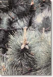 Red pine is a fire-adapted species. Historically, natural stands with a significant red pine component were disturbed by frequent surface fires and less frequent crown fires.