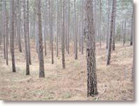 establishment and growth of seedlings to more advanced ages. Red pine, in dense stands, prunes itself better than either white or jack pine.