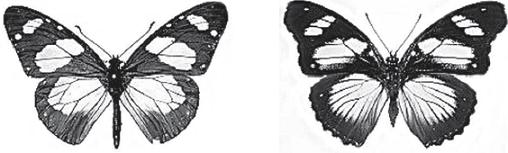 Q28. The drawings show two different species of butterfly. Amauris Hypolimnas Both species can be eaten by most birds.
