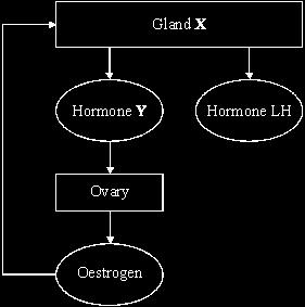 (c) The diagram below shows the relationships between the glands and hormones that control the menstrual cycle of a woman.