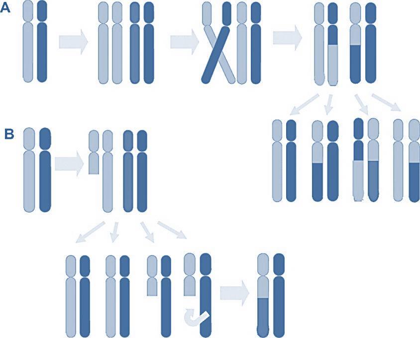 Copy neutral loss of heterozygosity (CN-LOH) Duplication of the maternal or paternal chromosome or chromosomal region and concurrent loss of the other alleles Germline or