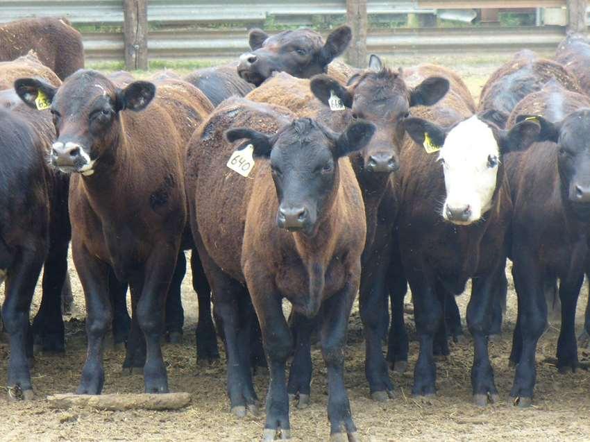 2015 Projected Average Florida Feeder Calf Prices Assumes blended price for Steers and Heifers.