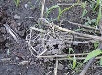 Earthworms help build soil structure and have a role in water movement through the soil (Photos 8 5a and 8 5b). The smell of a soil can also be an indicator of a healthy soil life population.