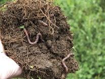 Earthworms help build soil structure and have a role in water movement through the soil.