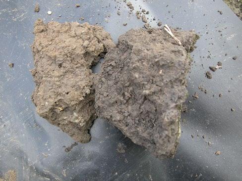 little resistance to wind and water erosion massive: soil breaks into large chunks (Photo 8 11) soils with massive structure are compact, have very few