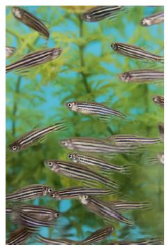 Zebrafish: health effects of developmental exposures Combined panel of zebrafish genes with a rapid testing platform to identify chemicals that induce oxidative stress (University of Washington)