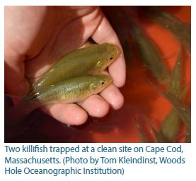New tools for studying ecotoxicology Explored the complex genetics involved in how Atlantic killifish have