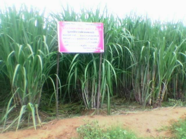 Sugarcane sets