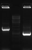 EaEXPA1- PCR confirmation B C A M 1 M 1 1 M 2 1 Kb 750 bp 882 bp 1.