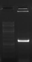 promter amplicon at 882 bp Fig B- PCR amplification of EriEXPA1 in E.