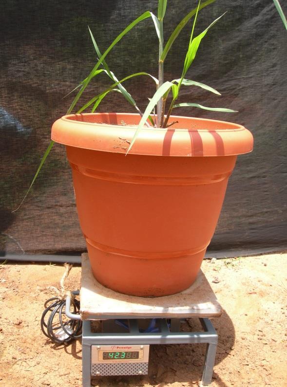 90 days old plants were subjected to drought stress for 10 days and physiological experiments namely relative